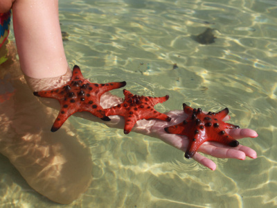 Фукуок: Парк Safari и пляж со звездами