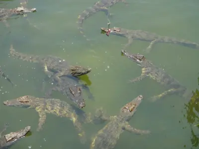 Водопады Янг Бей